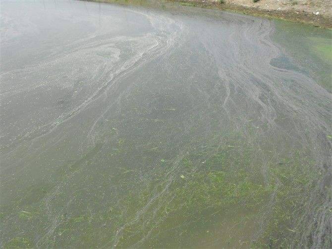 池塘消泡剂应用场景