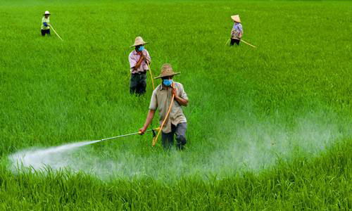 杀虫剂在农田中的应用